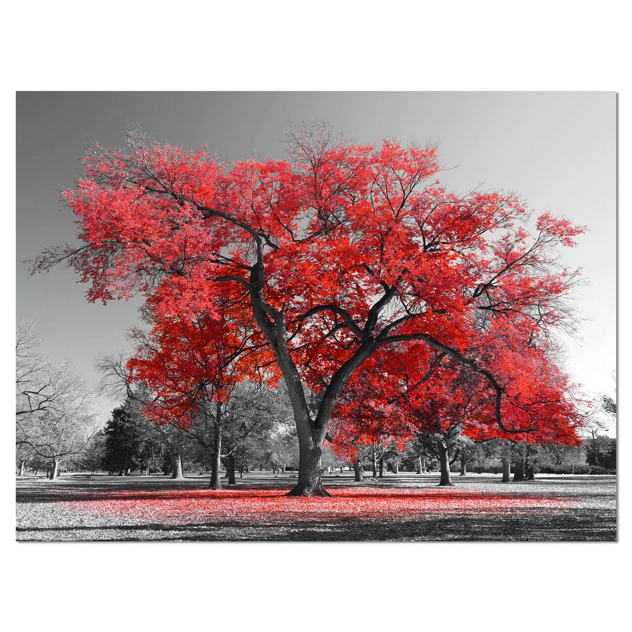 Designart - Big Red Tree on Foggy Day - Landscape Canvas Art Print